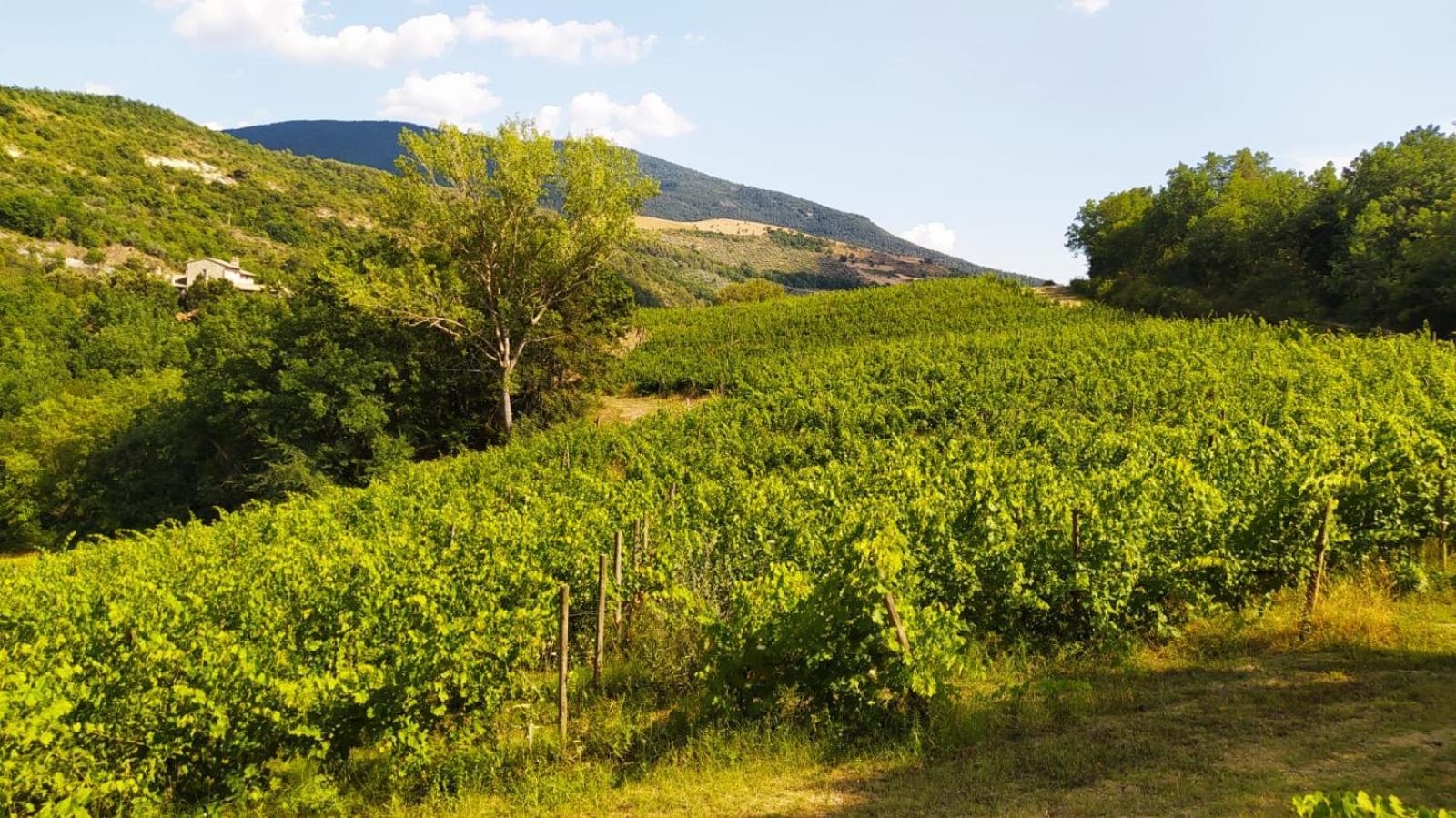 Re Artu Assisi Country Lifestyle Aparthotel Εξωτερικό φωτογραφία